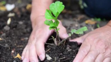 Bir insan eli tohum ekiyor..