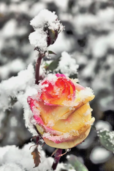 雪の中でバラの花 — ストック写真