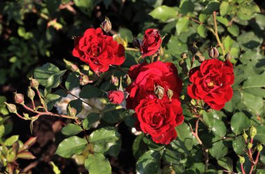 Sibirya 'da kırmızı bir gülün üzerindeki sabah çiyleri