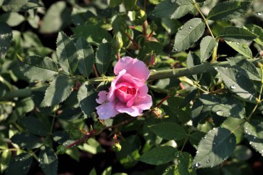 Sibirya 'da pembe bir gülün üzerindeki sabah çiği