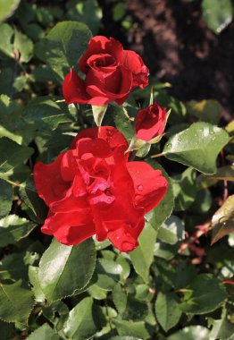 Sibirya 'da kırmızı bir gülün üzerindeki sabah çiyleri