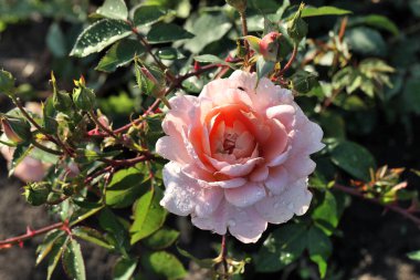 Sibirya 'da sabah çiy taneleri