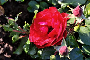 Sibirya 'da kırmızı bir gülün üzerindeki sabah çiyleri