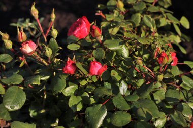Sibirya 'da kırmızı bir gülün üzerindeki sabah çiyleri