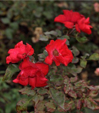 Sibirya 'da kırmızı bir gülün üzerindeki sabah çiyleri