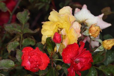 Sibirya 'da sabah çiyleri çok renkli güllerin üzerinde