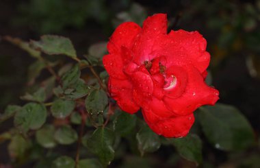 Sibirya 'da kırmızı bir gülün üzerindeki sabah çiyleri