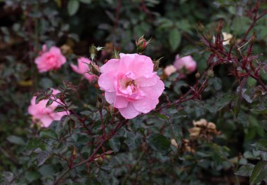 Sibirya 'da pembe bir gülün üzerindeki sabah çiği