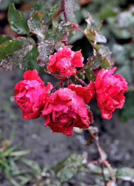 Sibirya 'da kırmızı bir gülün üzerindeki sabah çiyleri
