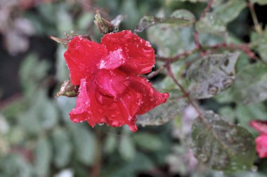 Sibirya 'da kırmızı bir gülün üzerindeki sabah çiyleri