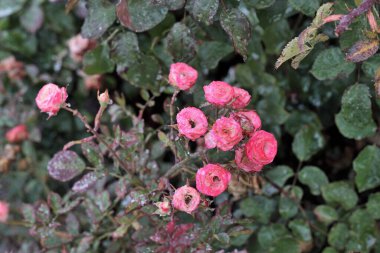 Sibirya 'da pembe bir gülün üzerindeki sabah çiği