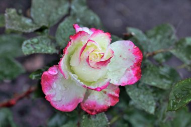 Sibirya 'da iki renkli bir gülün üzerindeki sabah çiyleri