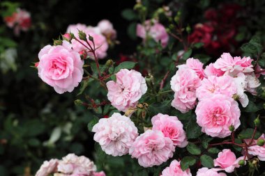 Sibirya 'da pembe bir gülün üzerindeki sabah çiği