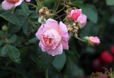 Sibirya 'da pembe bir gülün üzerindeki sabah çiği