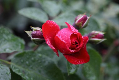 Sibirya 'da kırmızı bir gülün üzerindeki sabah çiyleri