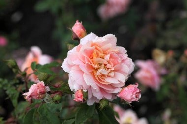 Sibirya 'da pembe bir gülün üzerindeki sabah çiği