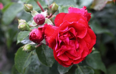 Sibirya 'da kırmızı bir gülün üzerindeki sabah çiyleri