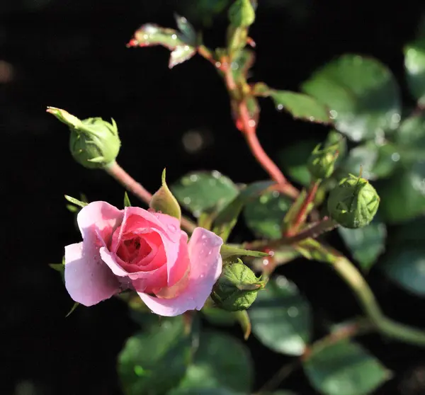 Morgentau Auf Einer Rosa Rose Sibirien — Stockfoto