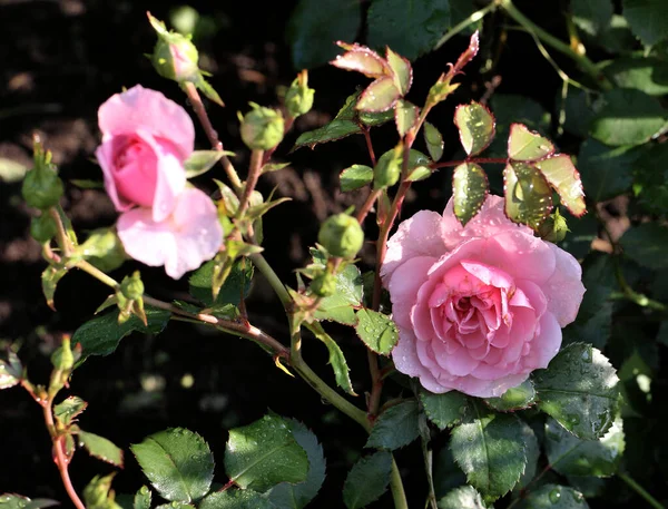 Morgentau Auf Einer Rosa Rose Sibirien — Stockfoto