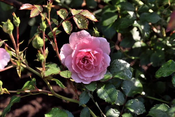 Embun Pagi Pada Mawar Merah Muda Siberia — Stok Foto