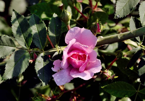 Ранкова Роса Рожевій Троянді Сибіру — стокове фото