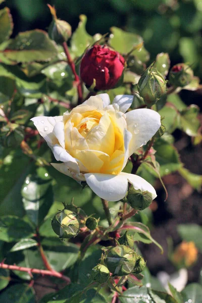 Πρωινή Δροσιά Ένα Κίτρινο Τριαντάφυλλο — Φωτογραφία Αρχείου