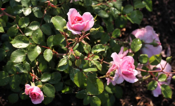 Morgentau Auf Einer Rosa Rose Sibirien — Stockfoto