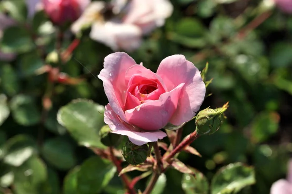 Ranní Rosa Růžové Růži Sibiři — Stock fotografie