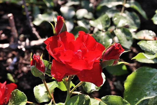 シベリアの赤いバラの朝の露 — ストック写真