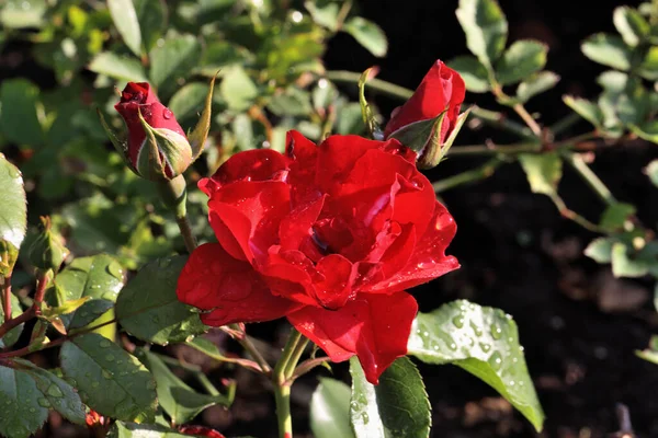Poranna Rosa Czerwonej Róży Syberii — Zdjęcie stockowe
