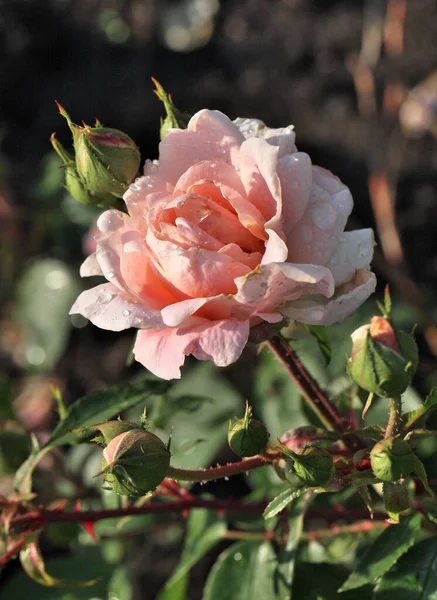 Morning Dew Cream Rose Siberia — Stock Photo, Image