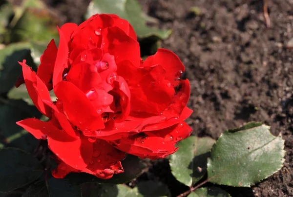 Morning Dew Red Rose Siberia — Stock Photo, Image