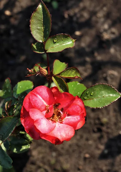 Orvalho Manhã Uma Rosa Vermelha Sibéria — Fotografia de Stock
