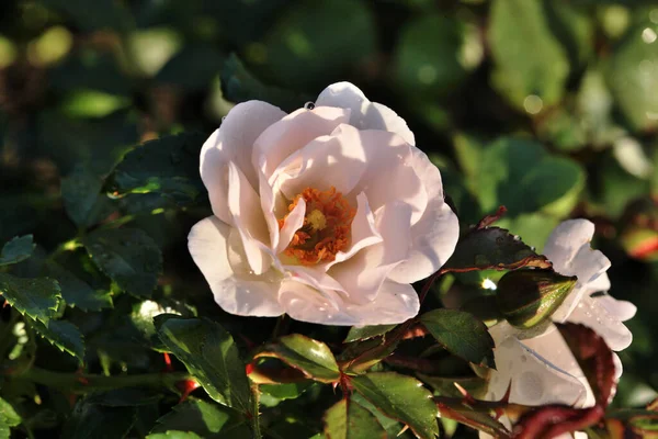 Morning Dew Cream Rose Siberia — Stock Photo, Image