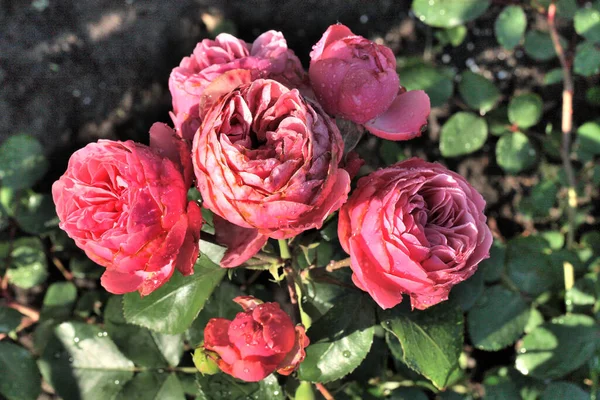 Rosée Matin Sur Une Rose Sibérie — Photo