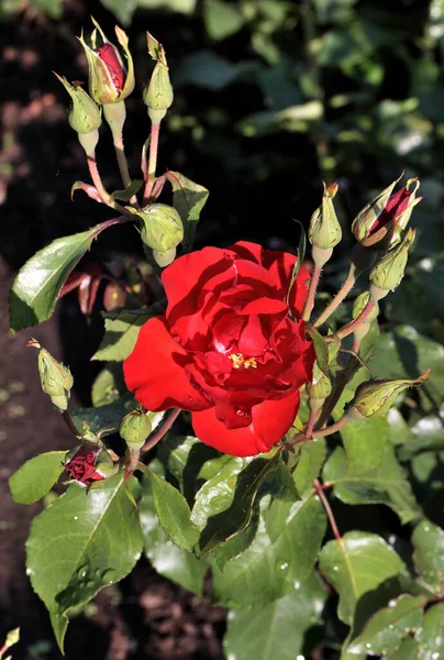 西伯利亚红玫瑰上的晨露 — 图库照片