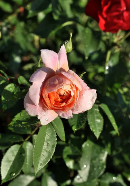 Rocío Mañana Una Rosa Crema Siberia —  Fotos de Stock