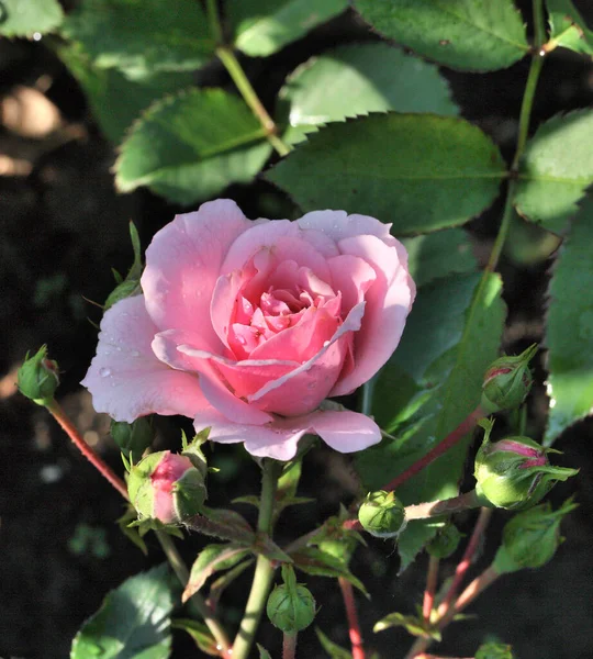 Утренняя Роса Розовой Розе Сибири — стоковое фото