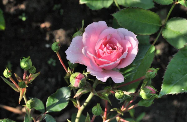 Morgentau Auf Einer Rosa Rose Sibirien — Stockfoto