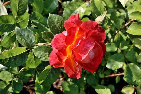 Ранкова Роса Червоній Троянді Сибіру — стокове фото