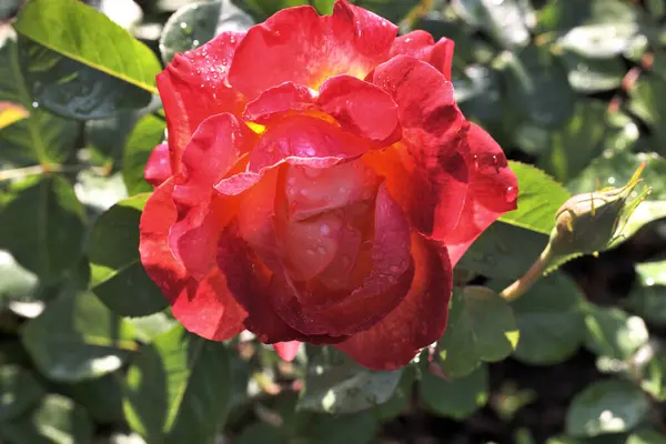 Rosée Matin Sur Une Rose Rouge Sibérie — Photo