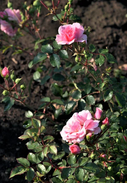 Morgentau Auf Einer Rosa Rose Sibirien — Stockfoto