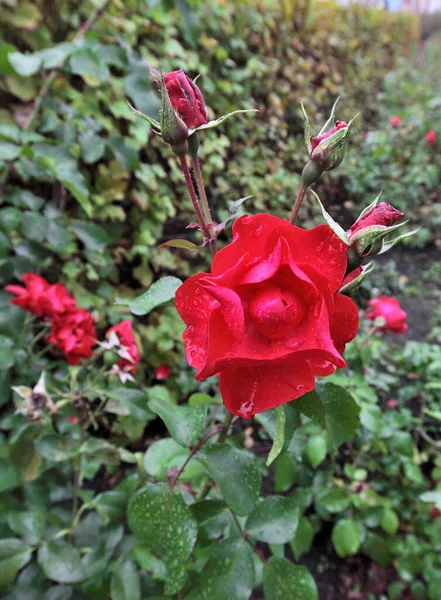 Πρωινή Δροσιά Ένα Κόκκινο Τριαντάφυλλο Στη Σιβηρία — Φωτογραφία Αρχείου