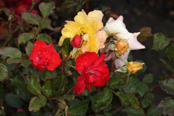 Rugiada Mattutina Rose Multicolori Siberia — Foto Stock