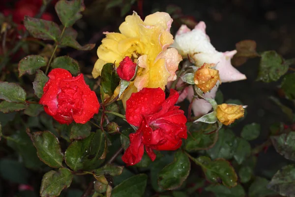 Rocío Matutino Rosas Multicolores Siberia —  Fotos de Stock
