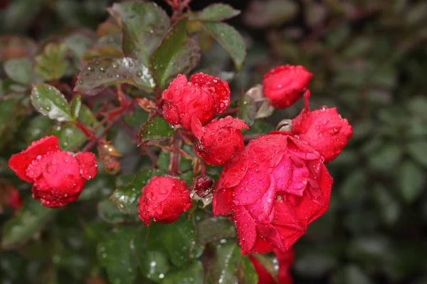 Sibirya 'da kırmızı bir gülün üzerindeki sabah çiyleri