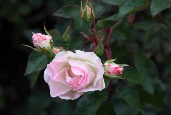 Πρωινή Δροσιά Ένα Ροζ Τριαντάφυλλο Στη Σιβηρία — Φωτογραφία Αρχείου