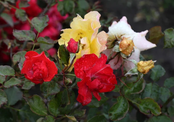 Rugiada Mattutina Rose Multicolori Siberia — Foto Stock