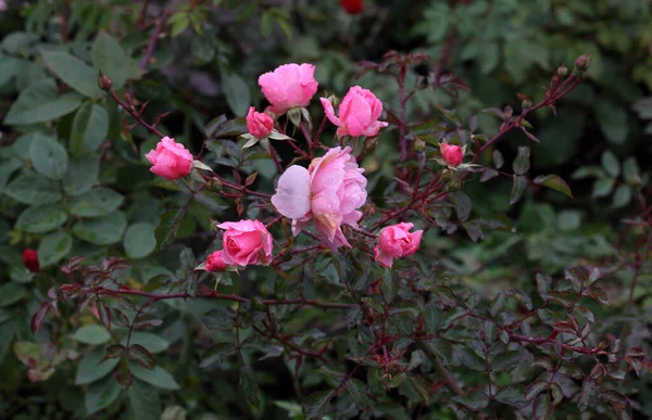 シベリアのピンク色のバラの朝露 — ストック写真