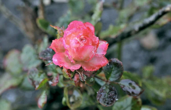 Morgentau Auf Einer Rosa Rose Sibirien — Stockfoto